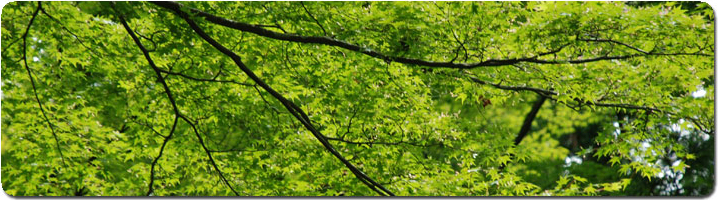 green-leaves-pan.jpg