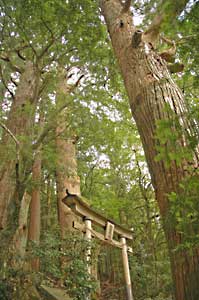 Tsugizakura oji