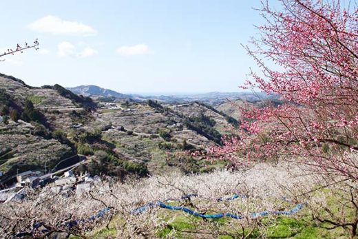 Ume Hanami