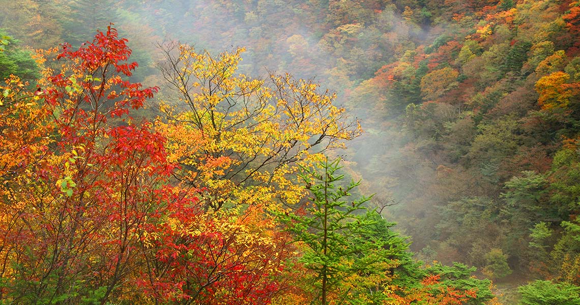 高野龍神スカイライン沿いの紅葉