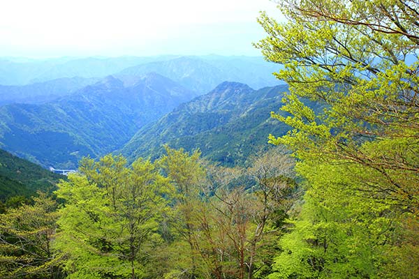 高野龍神スカイライン沿いの新緑