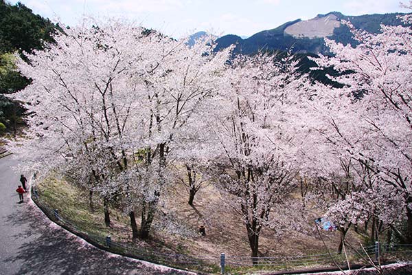 七越峯の桜