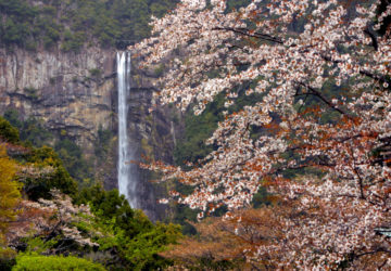 規約　キャンセル