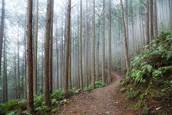 水呑王子からの古道