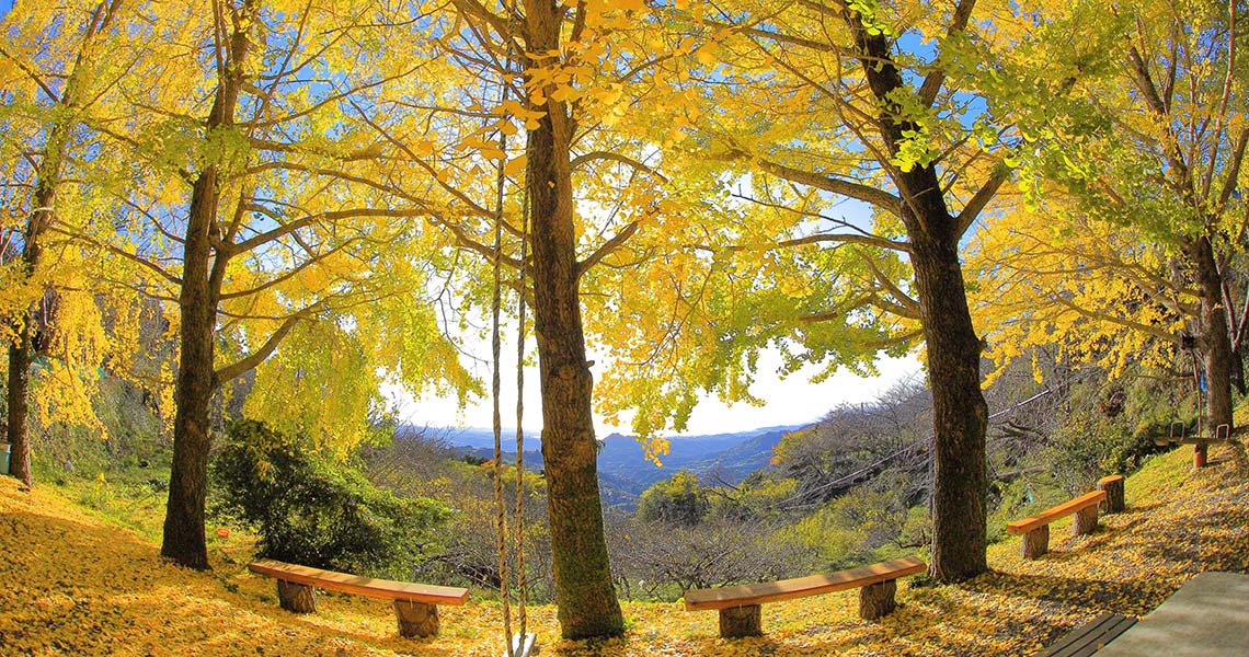 熊野古道中辺路 潮見峠越 水呑峠 ひるね茶屋の紅葉