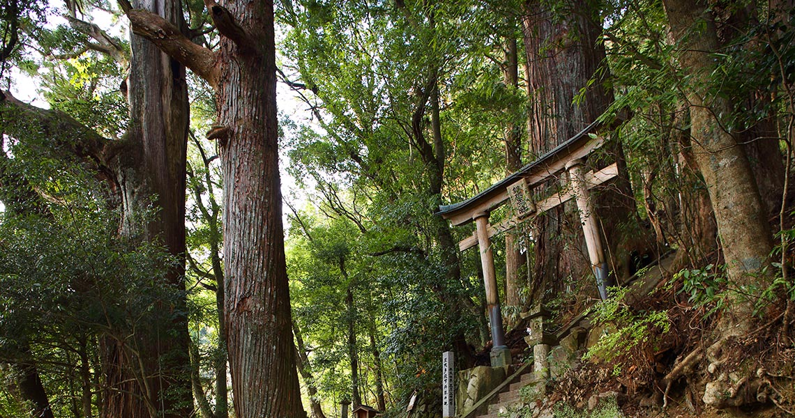 野中の一方杉と継桜王子