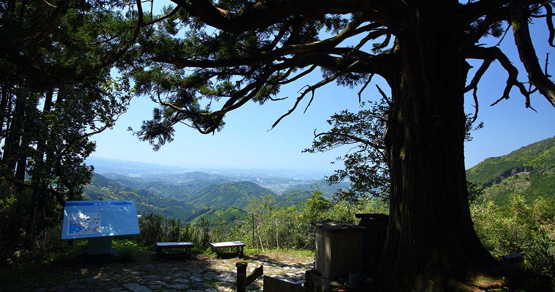 熊野古道中辺路 潮見峠越 捻木の杉