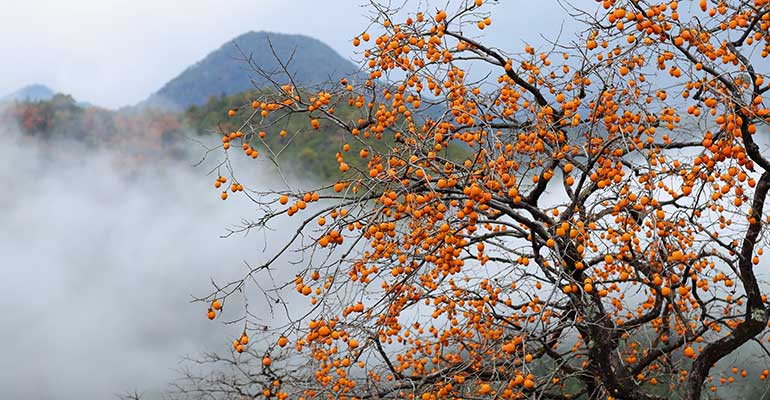 伏拝集落付近の風景