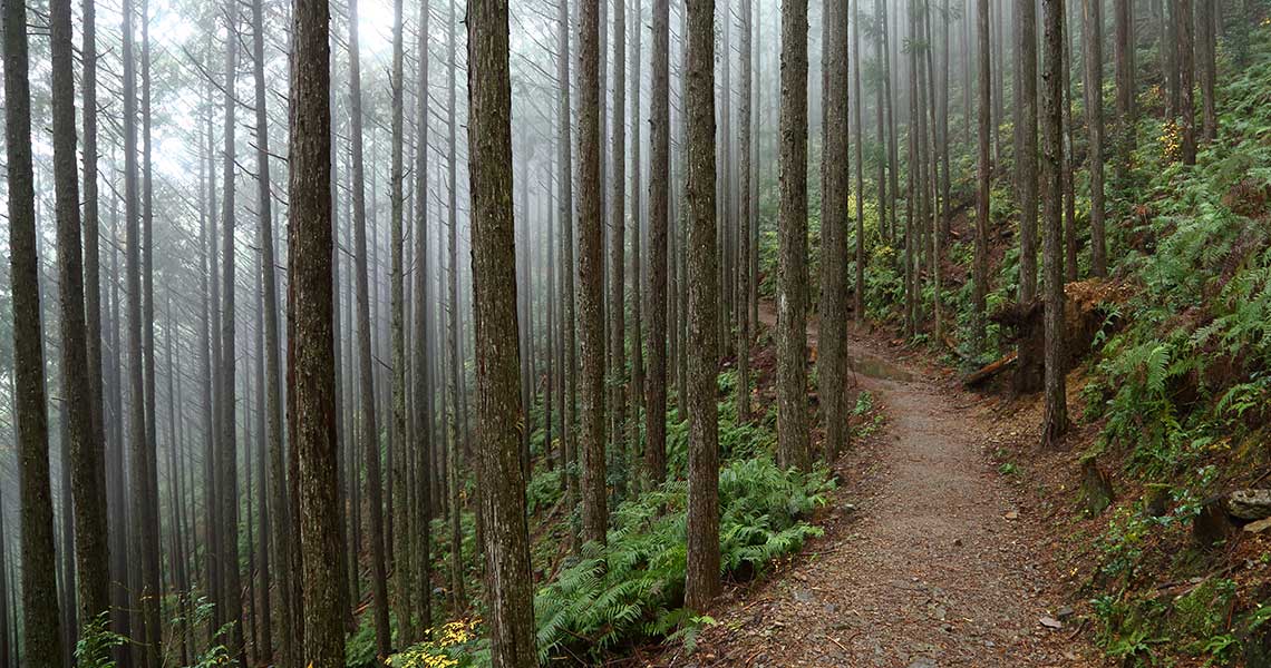 水吞王子付近の熊野古道